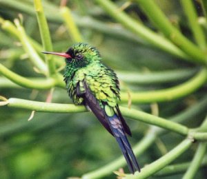 Cozumel Emerald