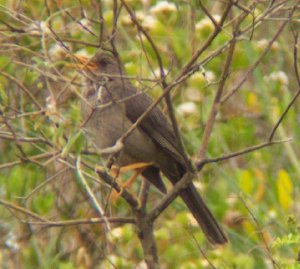 Chiguanco Thrush