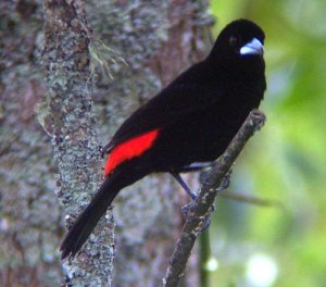 Flame-Rumped Tanager Male