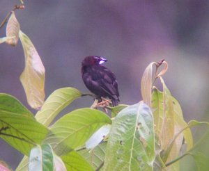 Silver-beaked Tanager