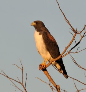 White-tailed Hawk (Buteo albicaudatus)