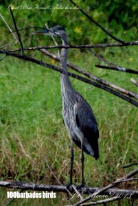 Great Blue Heron Standing Tall