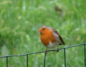 Friendly Robin