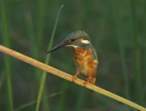 Common Kingfisher