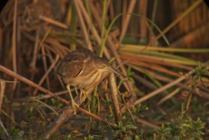 Yellow Bittern