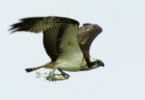 Osprey with lunch.