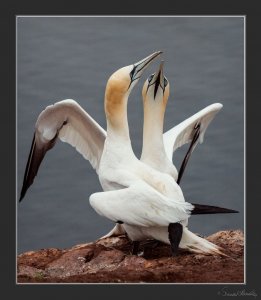 Dancing Gannets