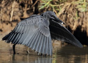 Black Heron