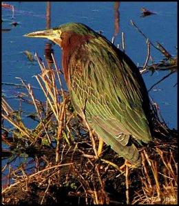 ....... Green Heron ...........