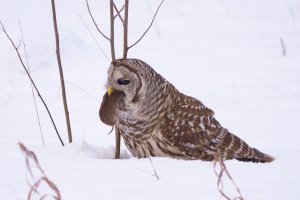 Northern Barred Owl hunting