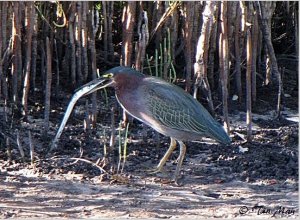 ...... Green Heron - Needlefish ........