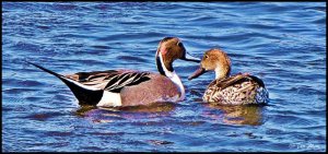 ........ Northern Pintail .. Drake & Hen ..........