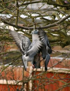 Pigeons on feeder