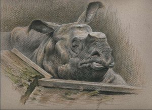 Indian rhinoceros portrait