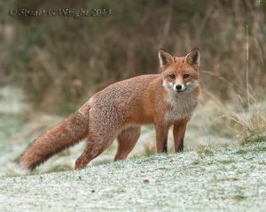 Red Fox in Frost