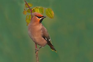 Lavatorial waxwing :)