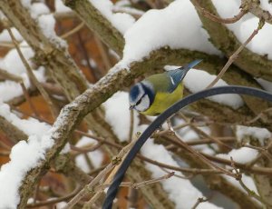 Blue tit in the snow