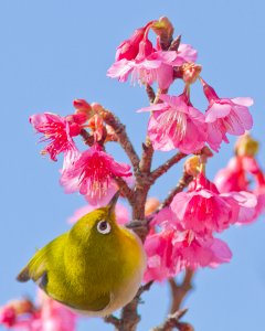 Japanese White Eye and Cherry Blossom