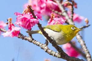 Japanese White Eye