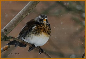 Fieldfare - the last!!