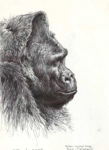 Western lowland gorilla portrait