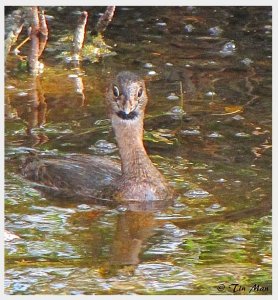 ....... Surprised Pied-Billed Grebe ..........