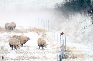 Winter Glance