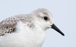 Sanderling