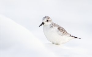 Sanderling