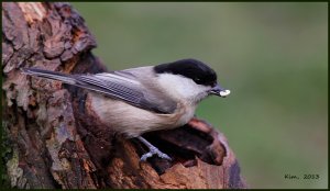 Willow Tit