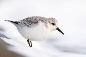 Sanderling