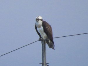 Osprey