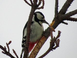 Great Spotted Woodpecker