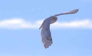 Snowy Owl