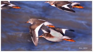 Redshank.