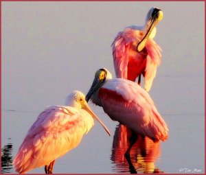 ...The Three Amigos  Rosetta Spoonbills ...