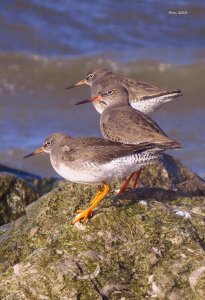 Redshank Trio