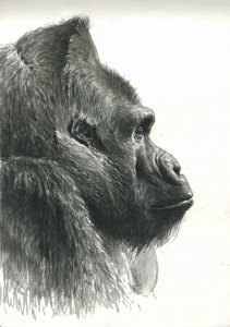 Western lowland gorilla watercolour