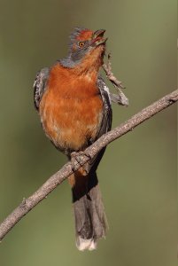 White-tipped Plantcutter