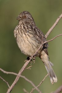 White-tipped Plantcutter