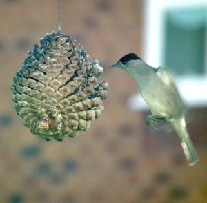 Doing the Hummingbird