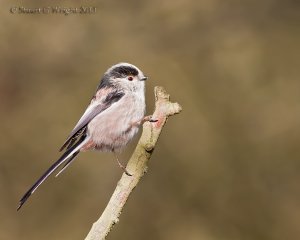 Long-tailed Tit