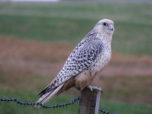 Orkney Gyr Falcon