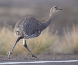 Lesser Rhea, Darwin's Rhea