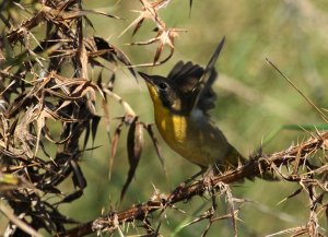 Nashville_Warbler_Forsythe_Sept_12