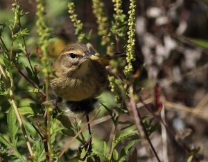 Pine Warbler