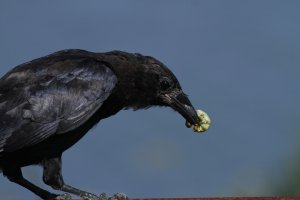 American Crow