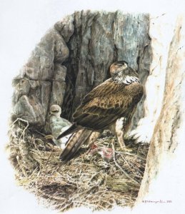 Bonelli`s eagle at nest