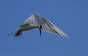 Forester's Tern