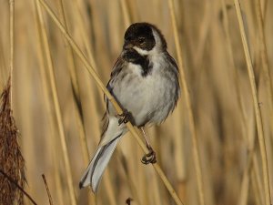 Reed Bunting - male